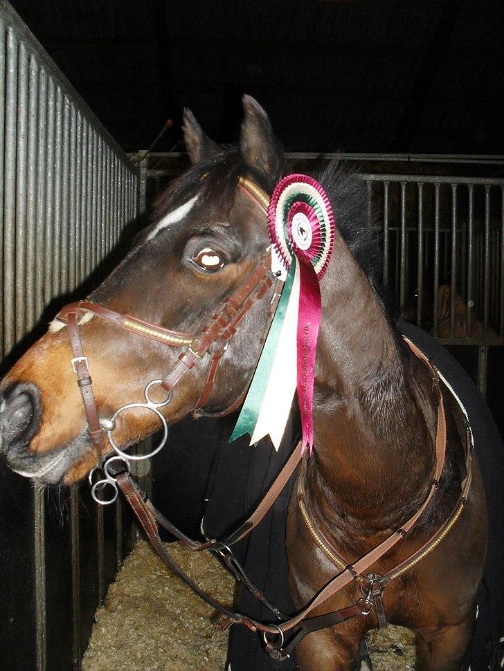 Anden særlig race Bongo A-pony! - ¤$VELKOMMEN TIL BONGOS ¤$  Baltic cup finale 2010 -5 plads ud af 54 billede 1