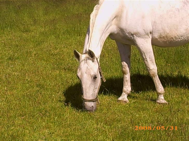 Lipizzaner Conversano Szanzaarri. Himmelhest - Sommer ferie :0) billede 9