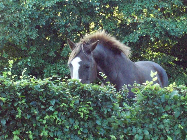 New Forest Stegstedgårds Chanel billede 4