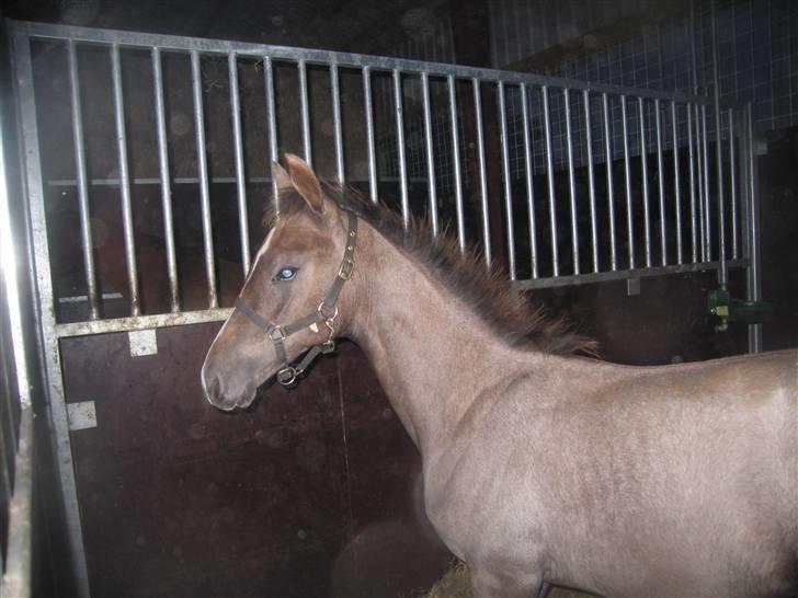 Dansk Varmblod Saxo Special - saxo har bestemt sig for at blive skimmel billede 8