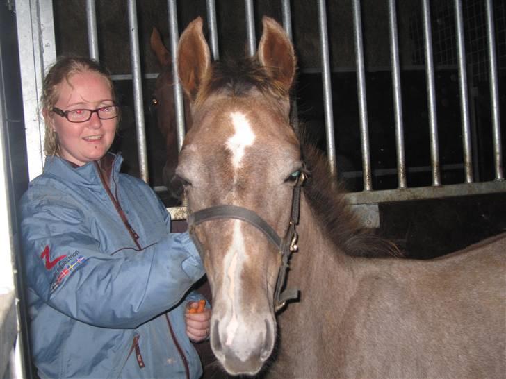 Dansk Varmblod Saxo Special - mig og saxo aften hygger billede 6