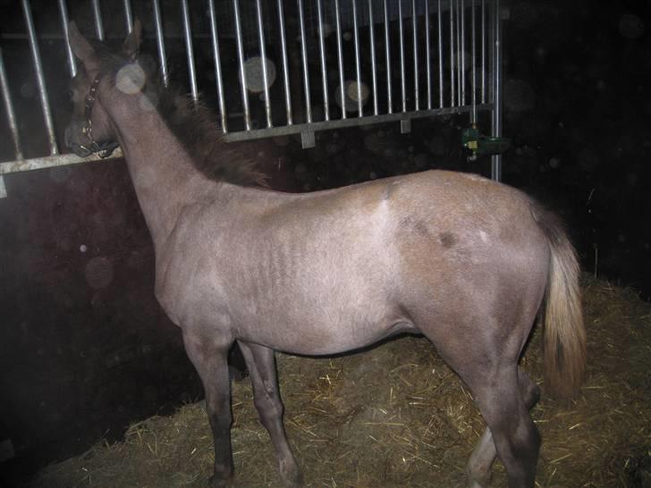 Dansk Varmblod Saxo Special - saxo mysser med sin mor der blev aflivt den efterfølgende morgen billede 7