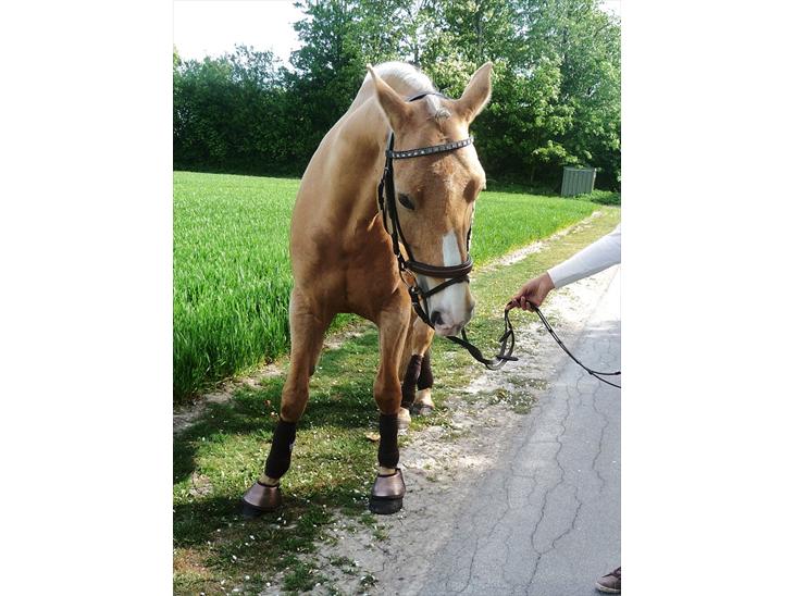 {{currentPhoto.altText}} billede {{currentPhoto.number}}