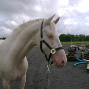 Palomino Lysgaards Victor