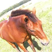 Anden særlig race Whiskey. tidligere part:(