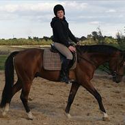 Dansk Varmblod Graversgaards Chumacher **SOLGT**