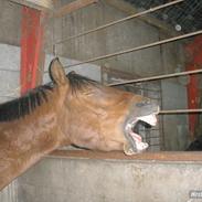 Dansk Varmblod Graversgaards Chumacher **SOLGT**