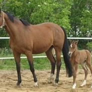 Dansk Varmblod Graversgaards Chumacher **SOLGT**