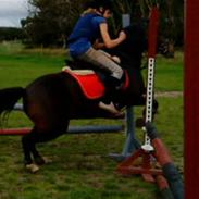 New Forest Gaardens Sunshine<3