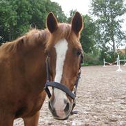 Anden særlig race Filur<3