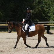 Anden særlig race Flossy (Aflivet)