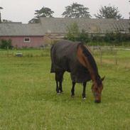 Traver zonny solgt:`(