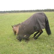 Traver zonny solgt:`(