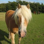 Haflinger Amigo Casanova  (R.I.P.)