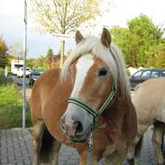 Haflinger Amigo Casanova  (R.I.P.)