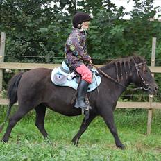 Anden særlig race Pondine