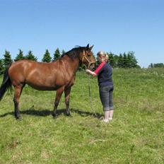 Dansk Varmblod Lobell <3 R.I.P <3