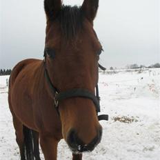 Dansk Varmblod Lobell <3 R.I.P <3