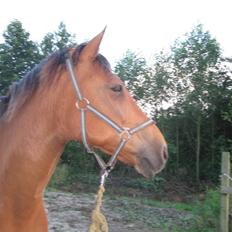 Anden særlig race Robin-Rider den ikke mere