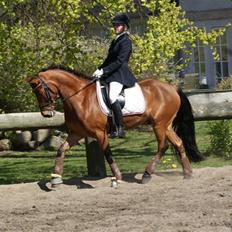 Anden særlig race Magnus DRØMME PONYEN)<3