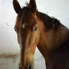 Dansk Varmblod Kaiser RIP (SOLGT)