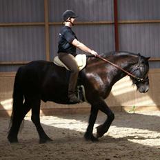 Fell pony Ellegaards Max