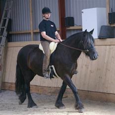 Fell pony Ellegaards Max
