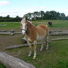 Haflinger Nylle