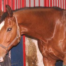 Dansk Varmblod My Lightfoot Lime R.I.P Himmelhest