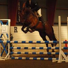 Tysk Oldenburger Carla SOLGT