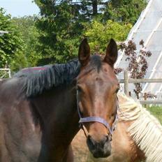 Tysk Oldenburger Carla SOLGT