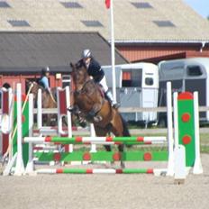 Tysk Oldenburger Carla SOLGT