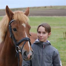 New Forest Remontes Bigben R.I.P <3