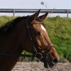 Anden særlig race Frederikke :-*