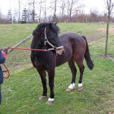 Anden særlig race Jolly RIP <3