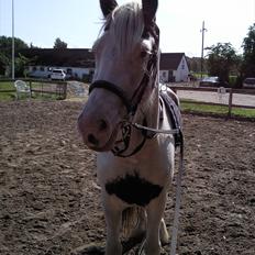 Irish Cob Næbbet's Victor (SOLGT)