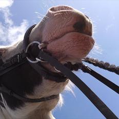 Irish Cob Næbbet's Victor (SOLGT)