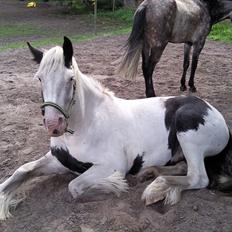 Irish Cob Næbbet's Victor (SOLGT)