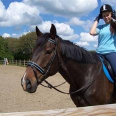 Fuldblod (XX) Erling