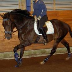 Fuldblod (XX) Erling