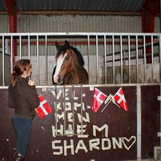 Anden særlig race Sharon