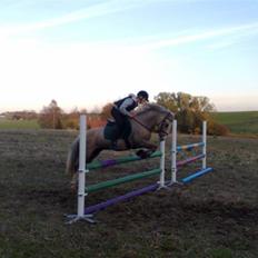 Irsk Sportspony Triple Gold(: 