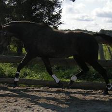 Holstener Indira Von HarknagR.I.P