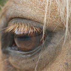 Irsk Sportspony Santana 