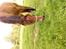 New Forest Michelle