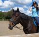 Fuldblod (XX) Erling