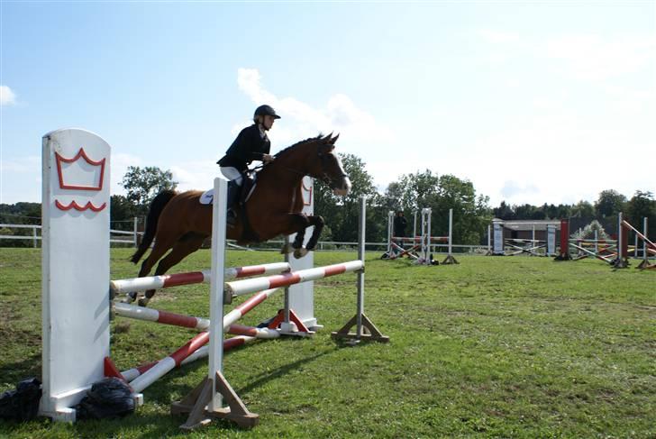 Anden særlig race Natasja i ridning solgt billede 9