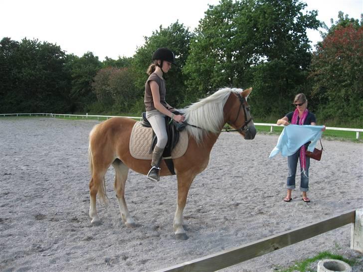 Haflinger Lady - Vi skal til at starte en ridetime... Lady: -´hvor er Katrines mor spændende´  billede 9