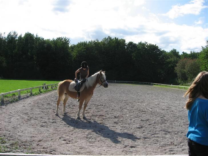 Haflinger Lady - Jeg er ved at stige op... Jeg ved jeg ser dum ud, men kan det ikke være ligemeget, Lady ser sÅ FiN ud. billede 10