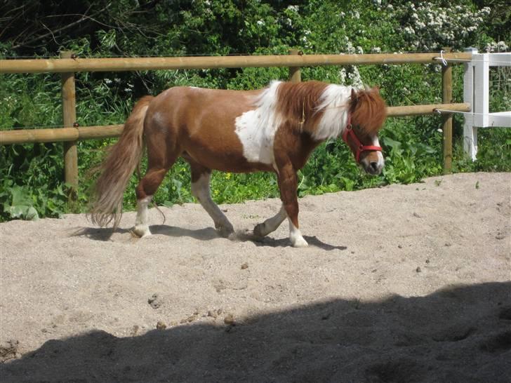 Shetlænder Emma ( Gammel passerpony) - fold ;)  billede 14